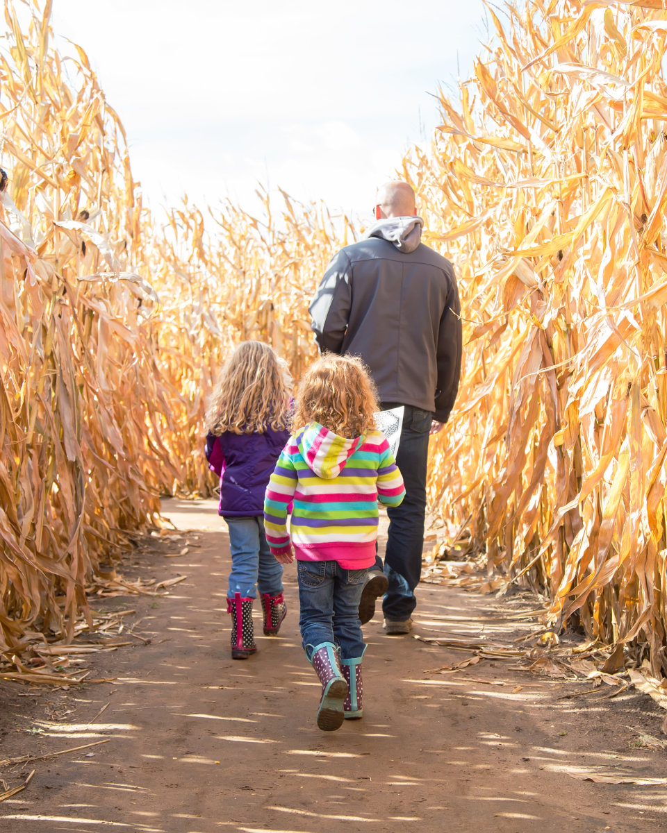 Fall Happenings Pumpkins Corn Maze Billings MT