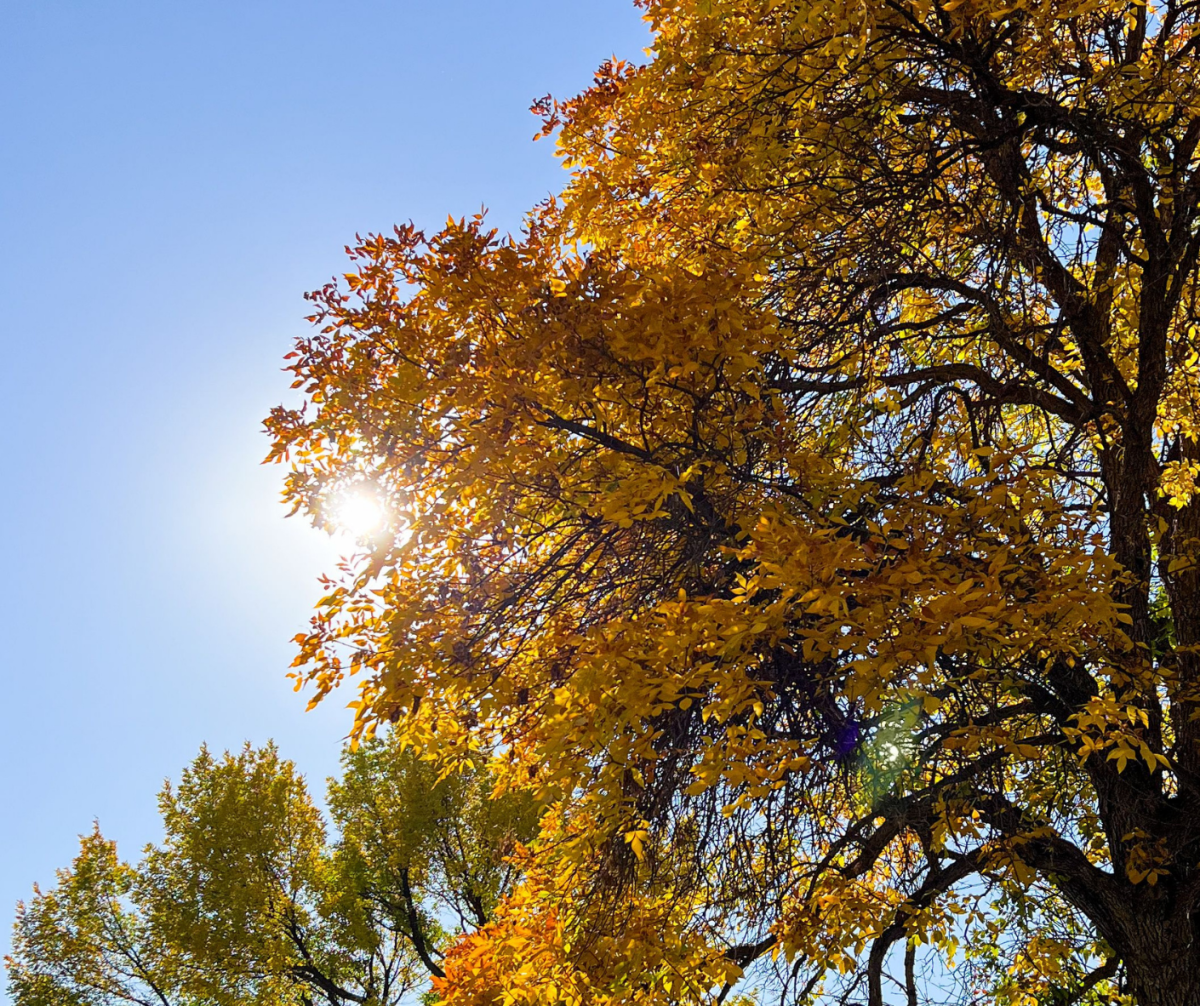 Fall Foliage Spots Billings Montana Pioneer Park
