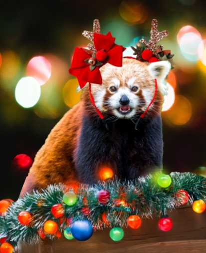 Pabu Red Panda Holidays