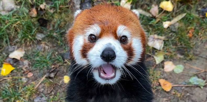 Red Panda