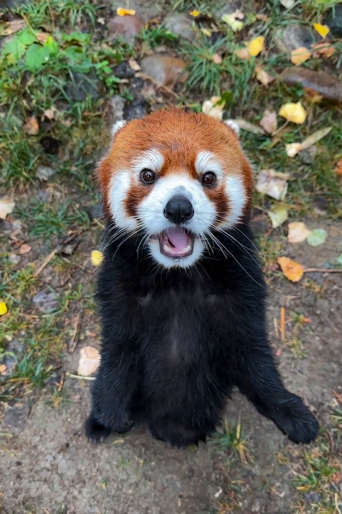 New Red Panda ZooMontana