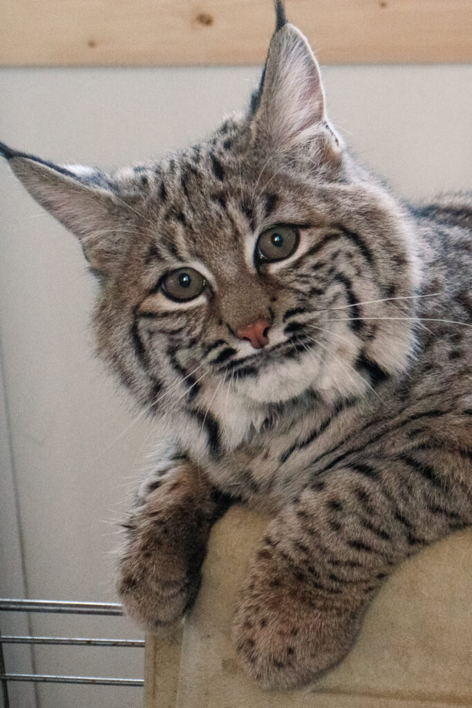 Bobcats ZooMontana