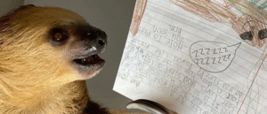 Winston the Sloth Grading Papers
