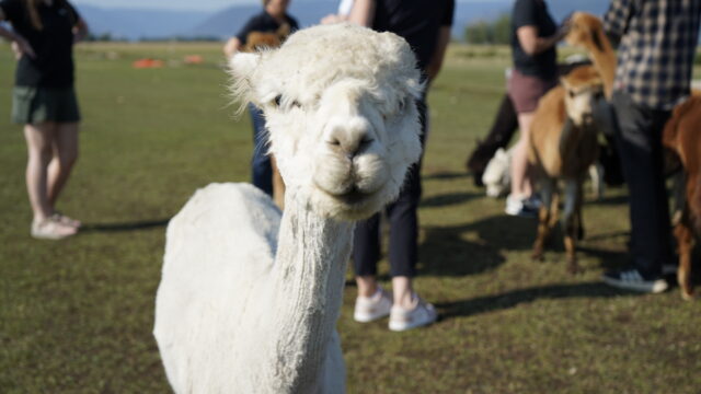 Sentinel Ranch Alpacas